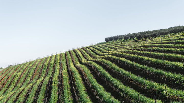 Wine making essentials - Making the wine